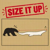 Size It Up is a daily visual scale game that turns familiar subjects into quick estimation challenges. Trust your eyes, make a measurement by sight, and see what the result reveals.