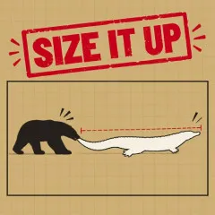 Size it Up